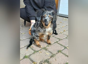 Benji, geboren 10.06.2025, 28cm sucht sein Plätzchen