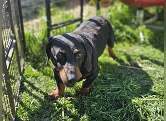 Bobi, geboren 10.07.2014, 30cm sucht seinen Platz