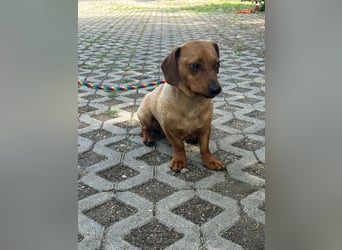Pepe, 1 Jahr, 27cm sucht sein Glück