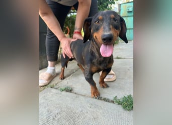Klaus, geboren 14.02.2025, 30cm sucht sicheres Zuhause