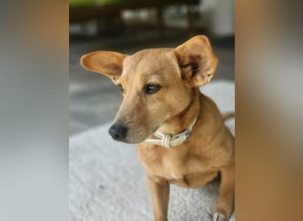 Rex, geboren 17.03.2020, 32cm sucht sein Menschen