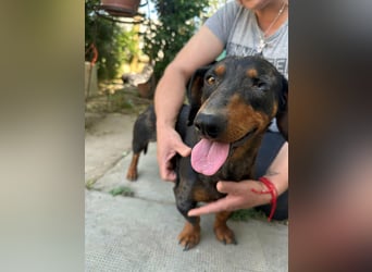 Klaus, geboren 14.02.2025, 30cm sucht sicheres Zuhause