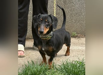 Vanilla, geboren 10.02.2023, 27cm sucht ihr Zuhause