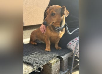 Suzy, geboren 01.01.2024, 27cm sucht ihre Menschen