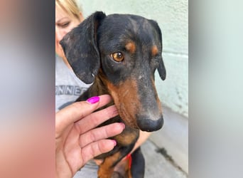 Klaus, geboren 14.02.2025, 30cm sucht sicheres Zuhause