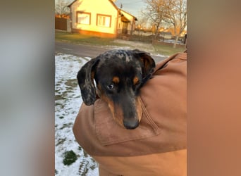 Lord, geboren 15.05.2025, 27cm sucht sein Glück