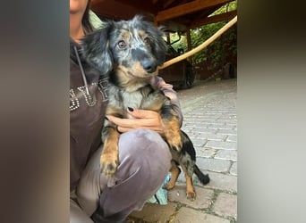 Benji, geboren 10.06.2025, 28cm sucht sein Plätzchen