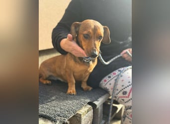 Suzy, geboren 01.01.2024, 27cm sucht ihre Menschen