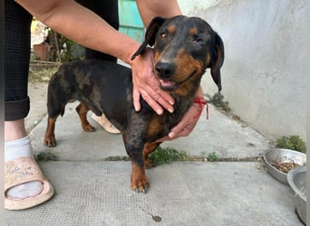 Klaus, geboren 14.02.2025, 30cm sucht sicheres Zuhause