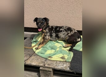 Harley, geboren 01.08.2025, 28cm sucht ihr Herz-Zuhause