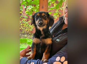 Zsanna, 8 Monate, 26cm sucht ihre Menschen