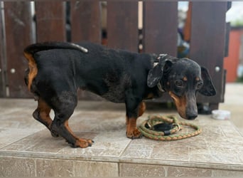 Vanilla, geboren 10.02.2023, 27cm sucht ihr Zuhause