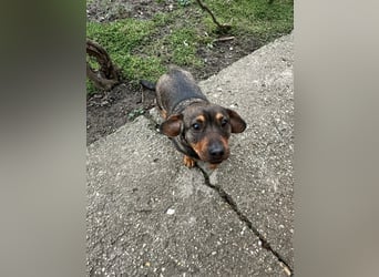 Corinna, geboren 07.06.2024, 30cm sucht ihr Glück