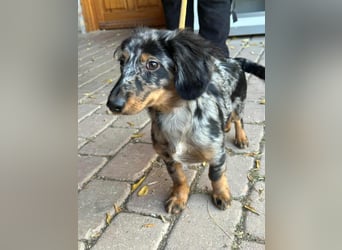 Benji, geboren 10.06.2025, 28cm sucht sein Plätzchen