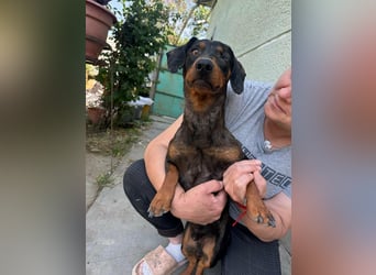 Klaus, geboren 14.02.2025, 30cm sucht sicheres Zuhause