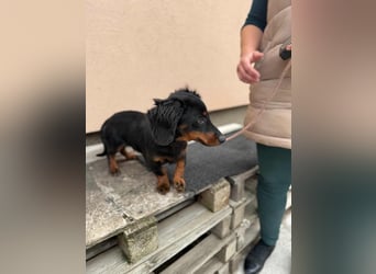 Borso, geboren 16.04.2025, 26cm sucht seine Menschen