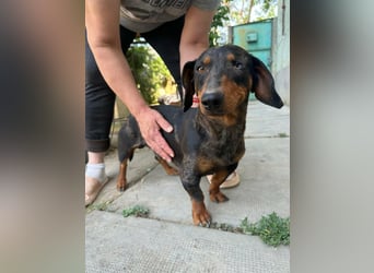 Klaus, geboren 14.02.2025, 30cm sucht sicheres Zuhause