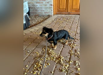 Zsanna, 8 Monate, 26cm sucht ihre Menschen