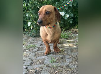 Pepe, 1 Jahr, 27cm sucht sein Glück