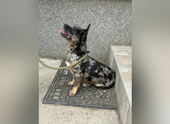 Harley, geboren 01.08.2025, 28cm sucht ihr Herz-Zuhause