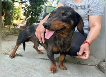 Klaus, geboren 14.02.2025, 30cm sucht sicheres Zuhause