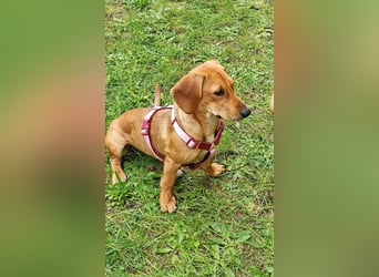 Honey, geboren 01.01.2025, 32cm sucht neues Zuhause (Pflegestelle Deutschland)
