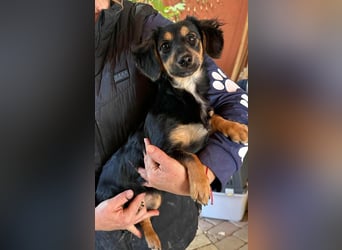 Zsanna, 8 Monate, 26cm sucht ihre Menschen