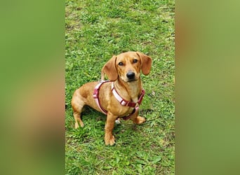 Honey, geboren 01.01.2025, 32cm sucht neues Zuhause (Pflegestelle Deutschland)