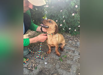 Pepe, 1 Jahr, 27cm sucht sein Glück