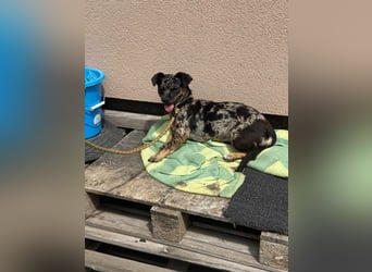 Harley, geboren 01.08.2025, 28cm sucht ihr Herz-Zuhause