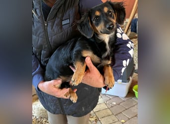 Zsanna, 8 Monate, 26cm sucht ihre Menschen