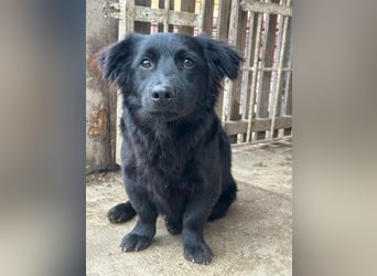 Blacky, geboren 01.04.2025, 40cm sucht geduldiges Zuhause