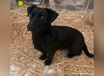 Penny, geboren 17.01.2023, 31cm sucht warmes Zuhause