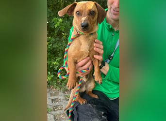 Pepe, 1 Jahr, 27cm sucht sein Glück