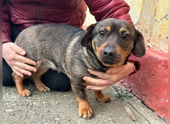 Corinna, geboren 07.06.2024, 30cm sucht ihr Glück