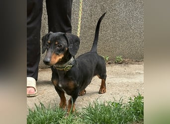 Vanilla, geboren 10.02.2023, 27cm sucht ihr Zuhause