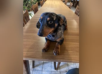 Lord, geboren 15.05.2025, 27cm sucht sein Glück