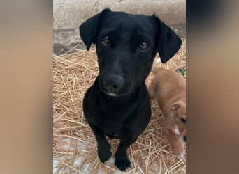 Penny, geboren 17.01.2023, 31cm sucht warmes Zuhause