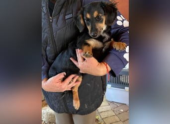 Zsanna, 8 Monate, 26cm sucht ihre Menschen