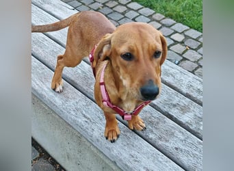 Honey, geboren 01.01.2025, 32cm sucht neues Zuhause (Pflegestelle Deutschland)