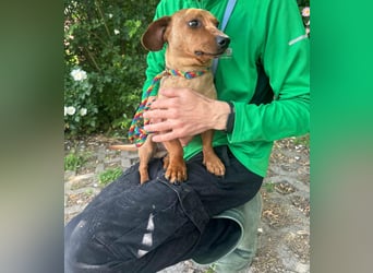 Pepe, 1 Jahr, 27cm sucht sein Glück