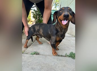 Klaus, geboren 14.02.2025, 30cm sucht sicheres Zuhause