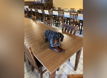 Lord, geboren 15.05.2025, 27cm sucht sein Glück