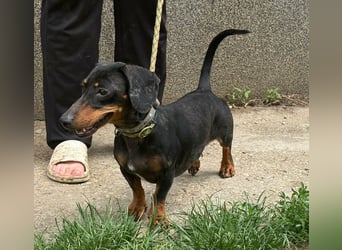 Vanilla, geboren 10.02.2023, 27cm sucht ihr Zuhause
