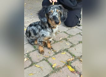 Benji, geboren 10.06.2025, 28cm sucht sein Plätzchen