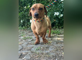 Pepe, 1 Jahr, 27cm sucht sein Glück
