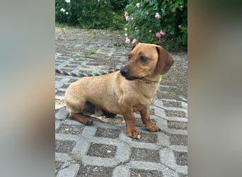 Pepe, 1 Jahr, 27cm sucht sein Glück