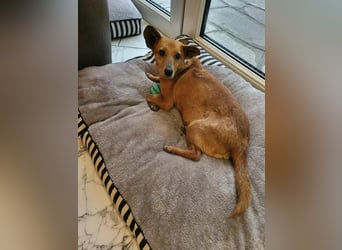 Rex, geboren 17.03.2020, 32cm sucht sein Menschen