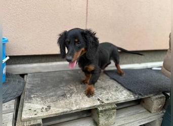 Borso, geboren 16.04.2025, 26cm sucht seine Menschen