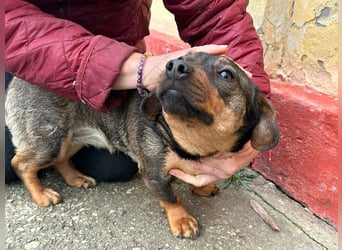 Corinna, geboren 07.06.2024, 30cm sucht ihr Glück